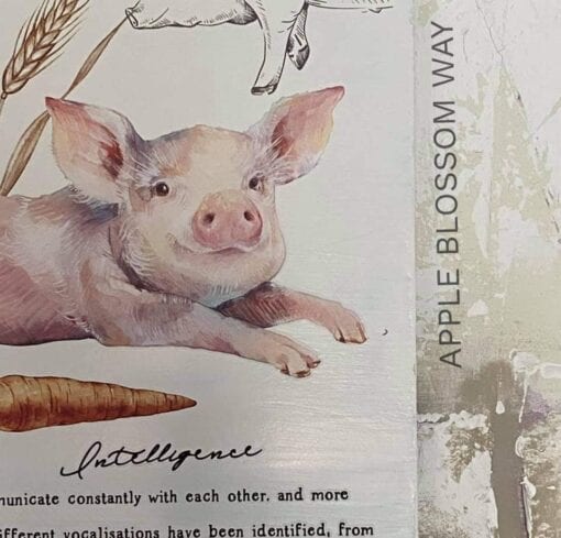 farm life transfer pig