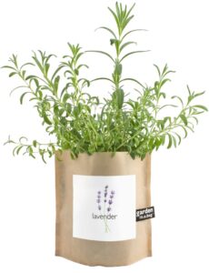 garden in a bag lavender