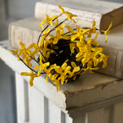 Sunrise Forsythia Nest